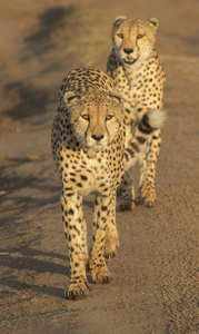 cheetah